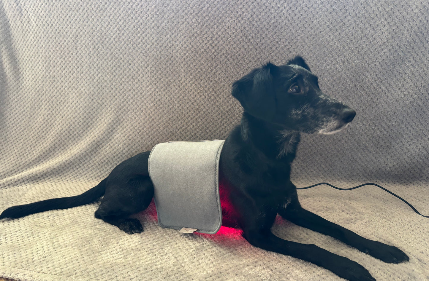 Photizo Flexible LED Pad for Animals