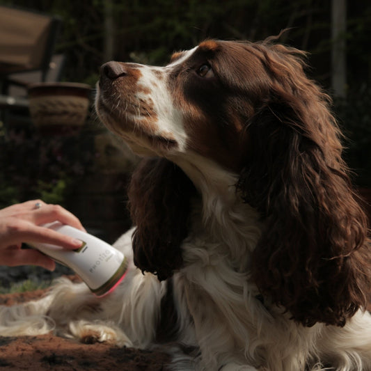 Giving Dogs a Choice