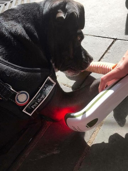 Dogs on the streets of London see the light!