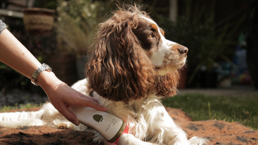 What if shining a light on your dog could take away their pain?