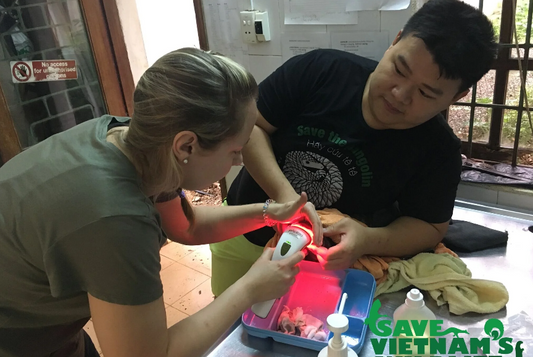 Save Vietnam’s Wildlife Project – using Photizo for wound healing in Pangolins