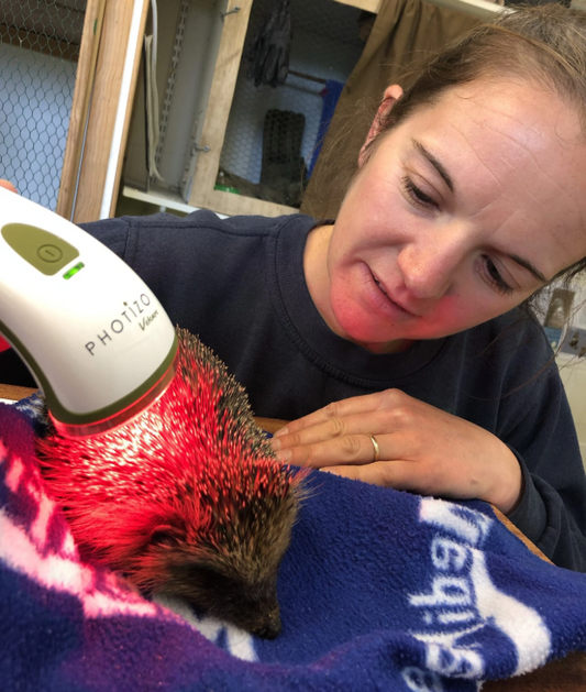 ‘Photizo to the Rescue’ initiative shines a light on Shropshire’s hedgehogs at Cuan Wildlife