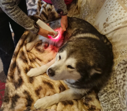 Guest Article - Canine Cruciate Case Study