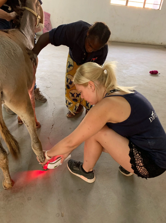 Helping horses and donkeys at the Gambia Horse and Donkey Trust