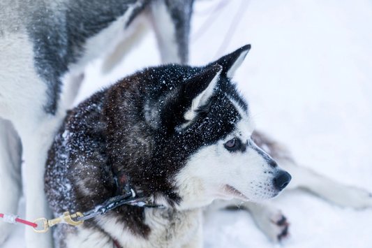 Photizo lights up the 37th Aviemore Sled Dog Rally for the Siberian Husky Club of Great Britain