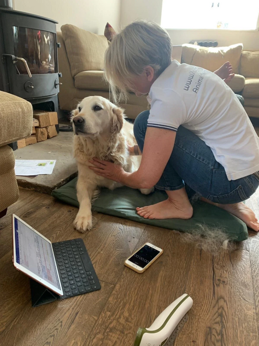 PhysioMyDog Study