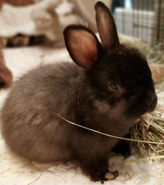 Inky’s Journey: A SNORS story