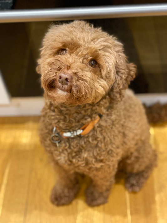 An integrated natural healthcare solution to re-balance Ruby, the Cockapoo