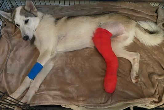 Joker, Siberian Husky Puppy - healing journey from broken femur to adult Racing Husky