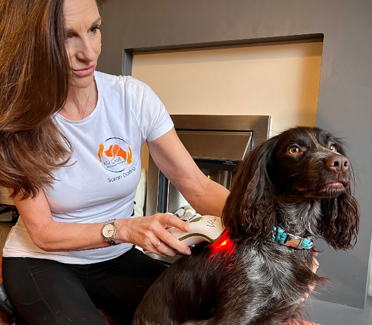 Red Light Therapy and Dog Agility: An Epic Case Study