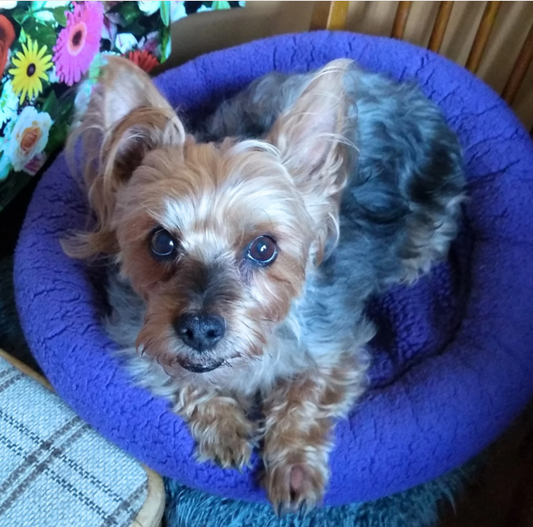 How Photobiomodulation Helped Zena: A Success Story