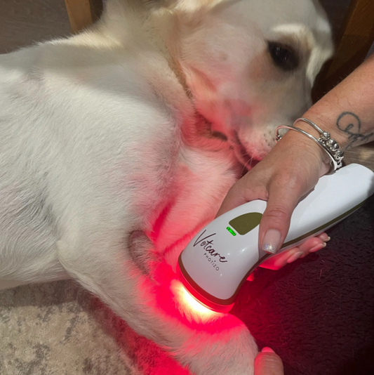 Photizo’s Vetcare helps heal a non-healing skin graft against the odds after Vets diagnosed amputation.