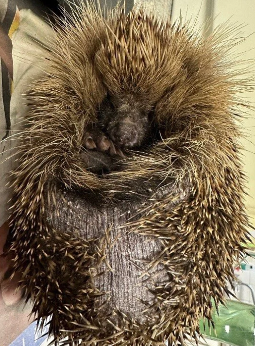 Photizo in Action: Folly Wildlife Rescue Recovery