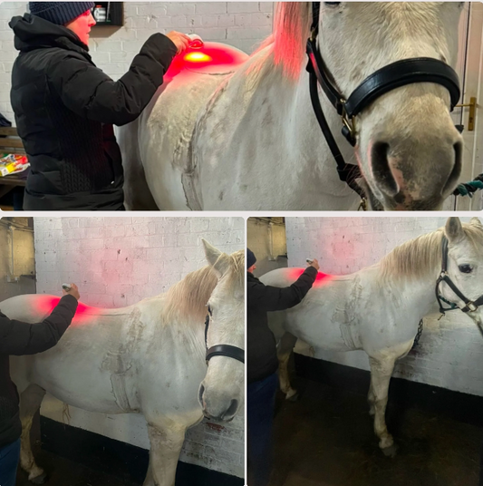Equine Rehabilitation: Analysing the Therapeutic Outcomes of Light Therapy Post Spinal Surgery
