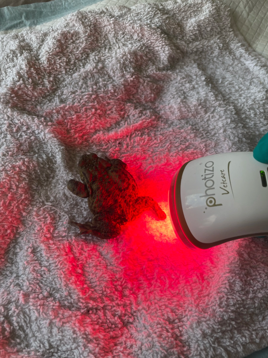 Toadie the Toad: A Shining Example of Wildlife Healing with Photizo Light Therapy