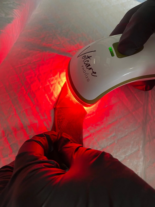 ‘Wing Wasting’ and Red Light Therapy: A Bat Rehabilitation Story.