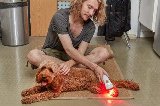 Why your dog runs on light