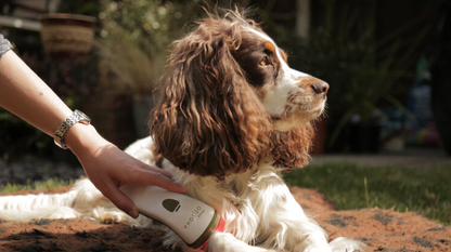 Silent Photizo Vetcare